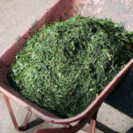 Don’t Bag: Mulch Your Grass Clippings for a Healthy Lawn