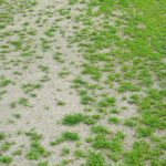 6 Lawn Care Mistakes to Avoid