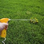 Natural Weed Killers: A Guide to Organic Herbicides