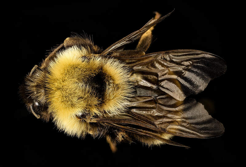 bombus affinis