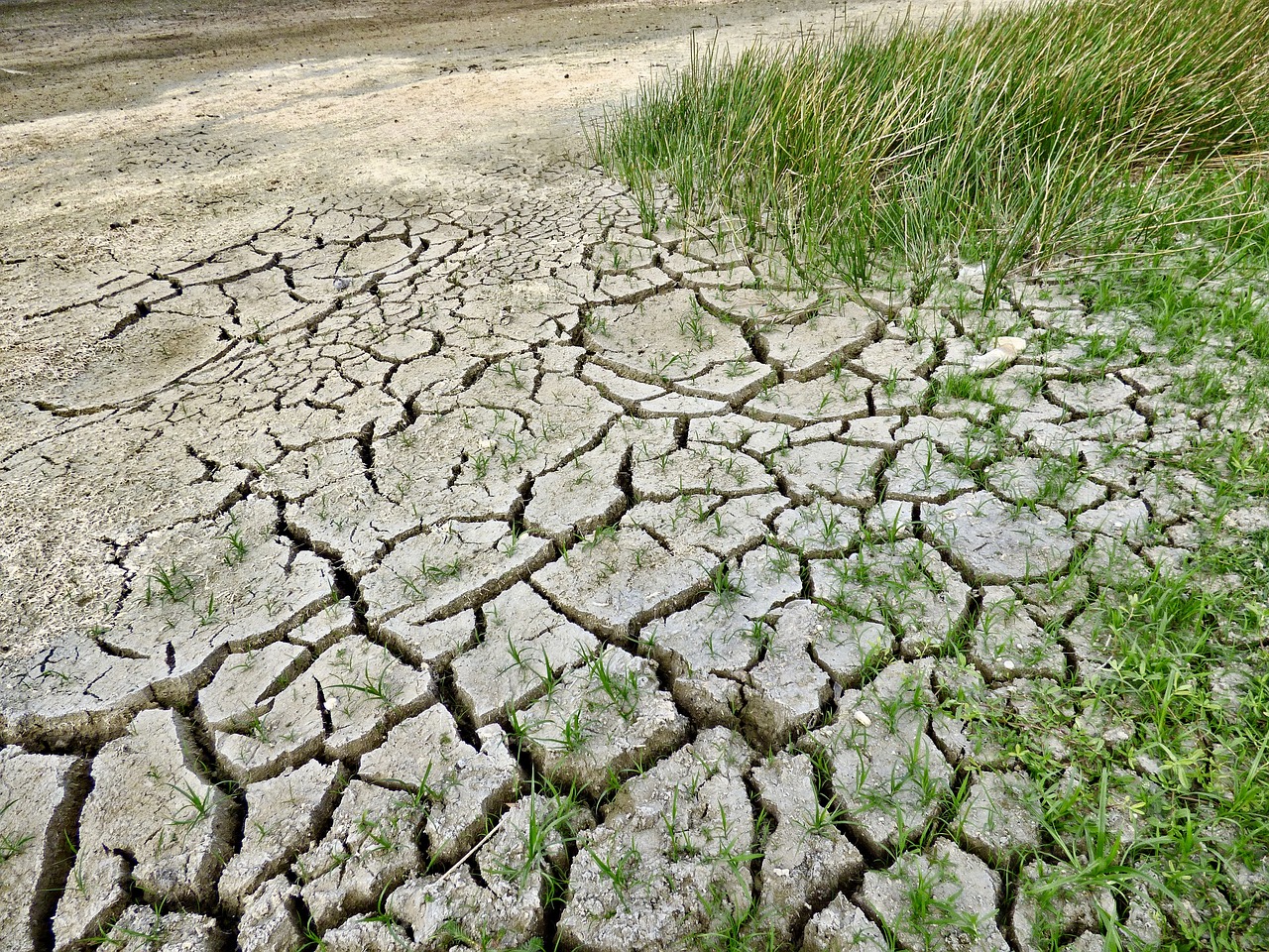 Grass in drought