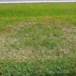 Fighting  Brown Patch, Other Summer Lawn Fungus Diseases