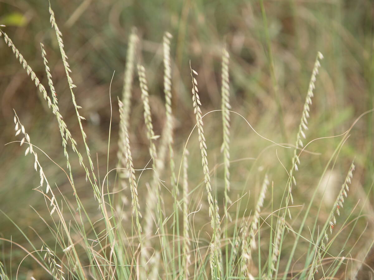 sideoats grama