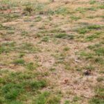 Reviving a Dead Lawn: A 7-Step Plan