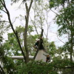 Best Time of Year to Trim, Prune Trees (Hint: It’s Not Fall)