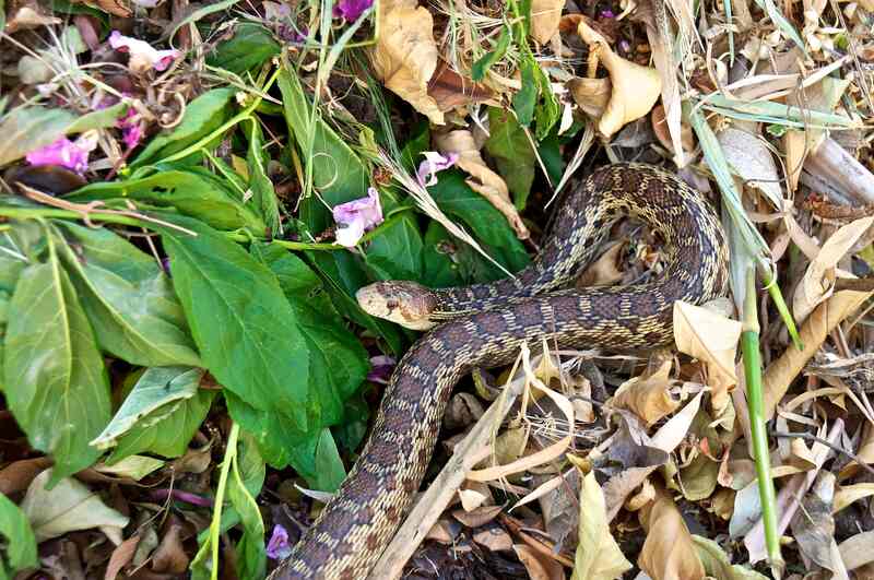 Gopher snake