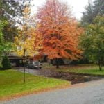 Front Yard Tree Placement: How to Pick, Plant Showpiece Trees