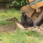 5 Ways to Remove a Tree Stump