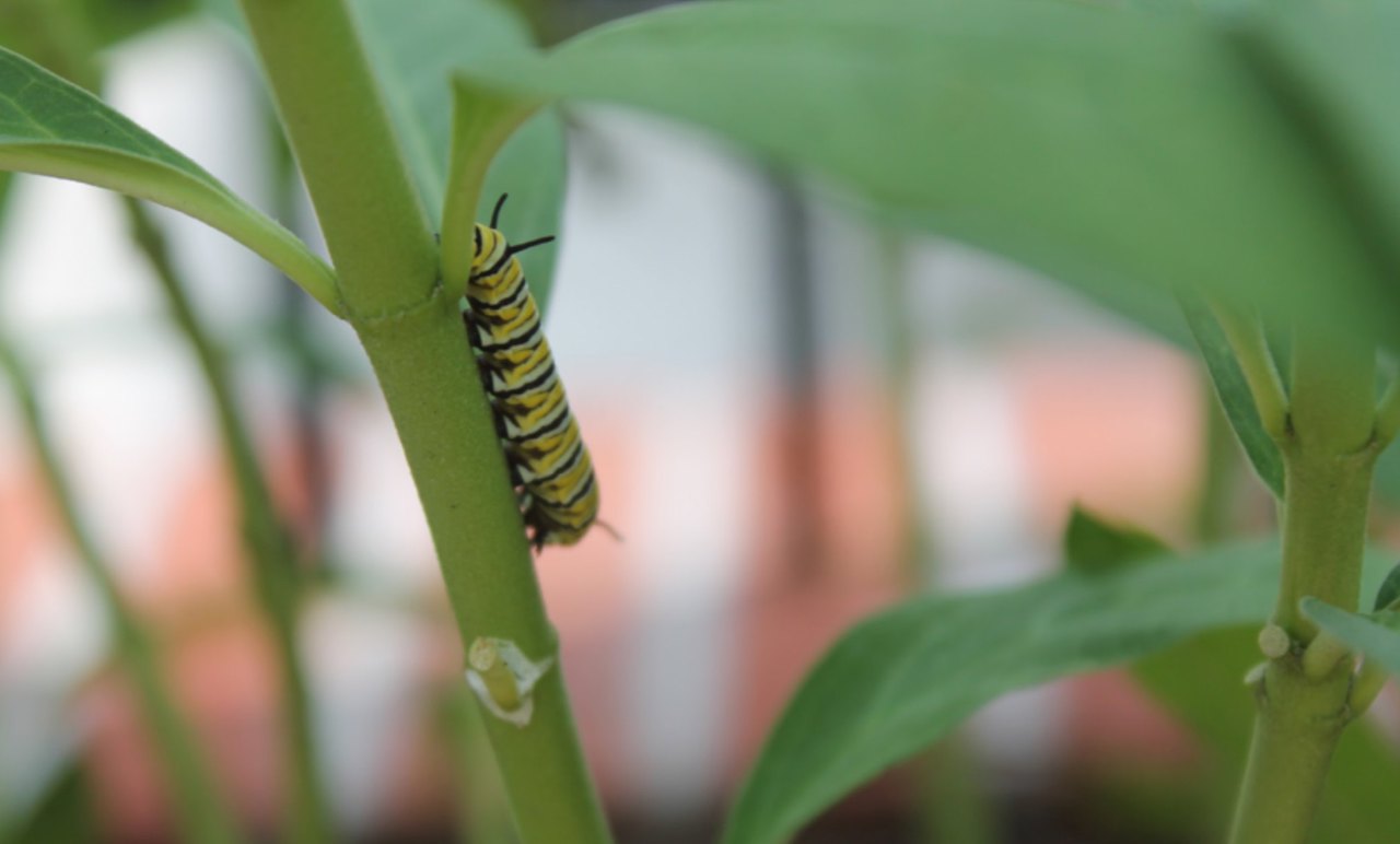EcoFriendly Pest Control in Raleigh Lawnstarter