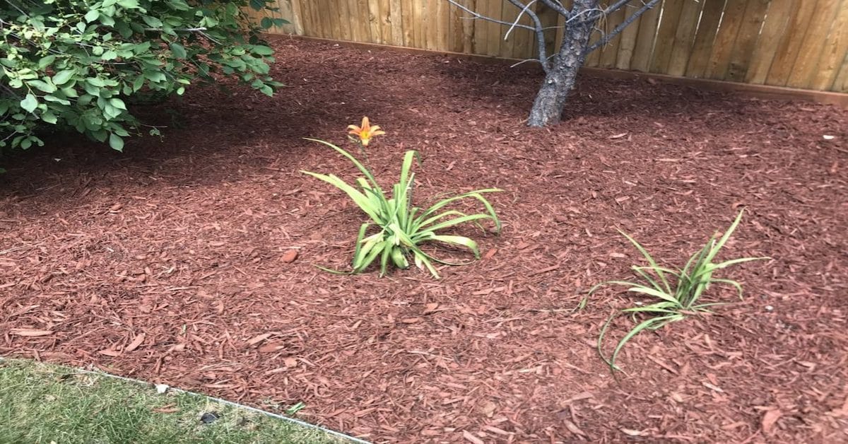 A bed of wood chip mulch deters weeds and helps a day lily's color to pop in backyard landscaping.