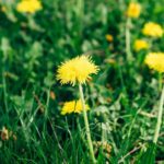 How to Get Rid of Dandelions