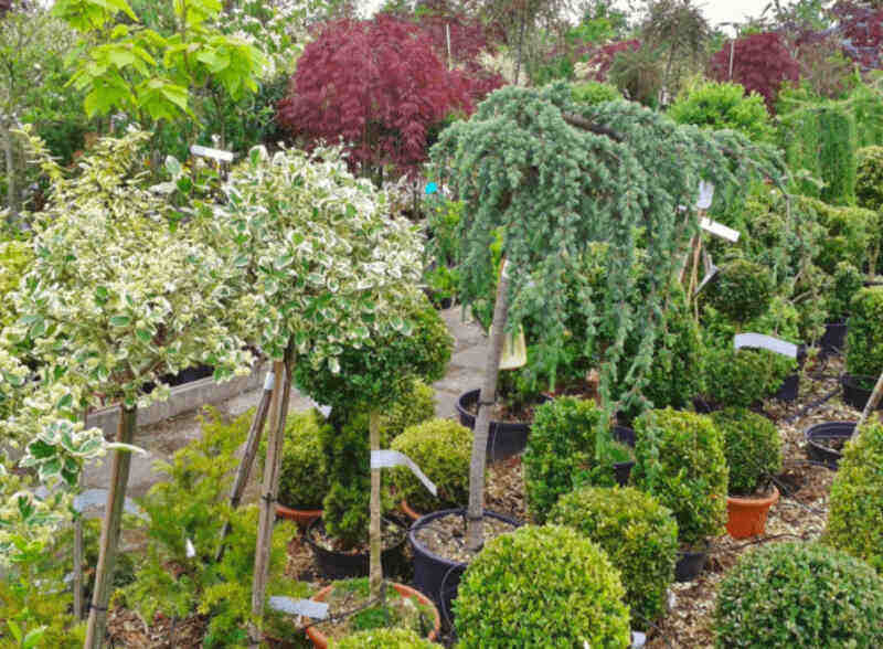 Evergreen shrubs