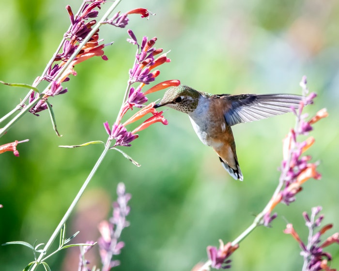 Hummingbird drinking nectar from flower