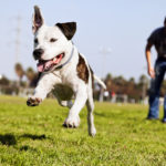 2023’s Best Dog Park Cities