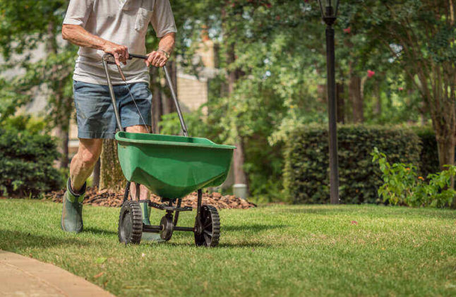 man pushing fertilizer spreader on grass