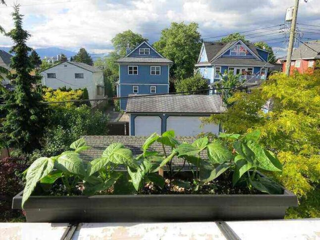 bush beans in a container garden hanging off of a balcony railing