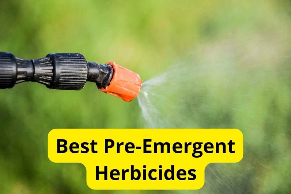 8 Best PreEmergent Herbicides for Lawns [Reviews] Lawnstarter