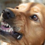 How to Prevent Dog Bites