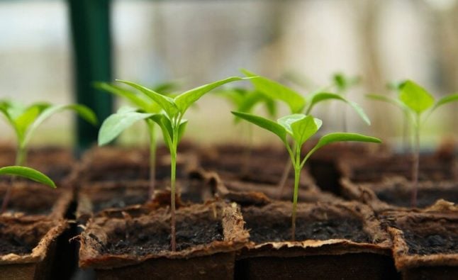 closeup of seedlings sprouting from containers