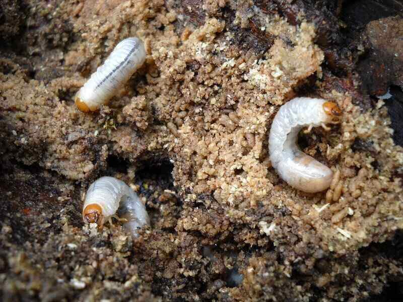 3 white grubs in soil