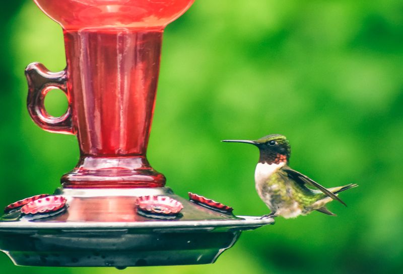 Hummingbird on Hummingbird Feeder