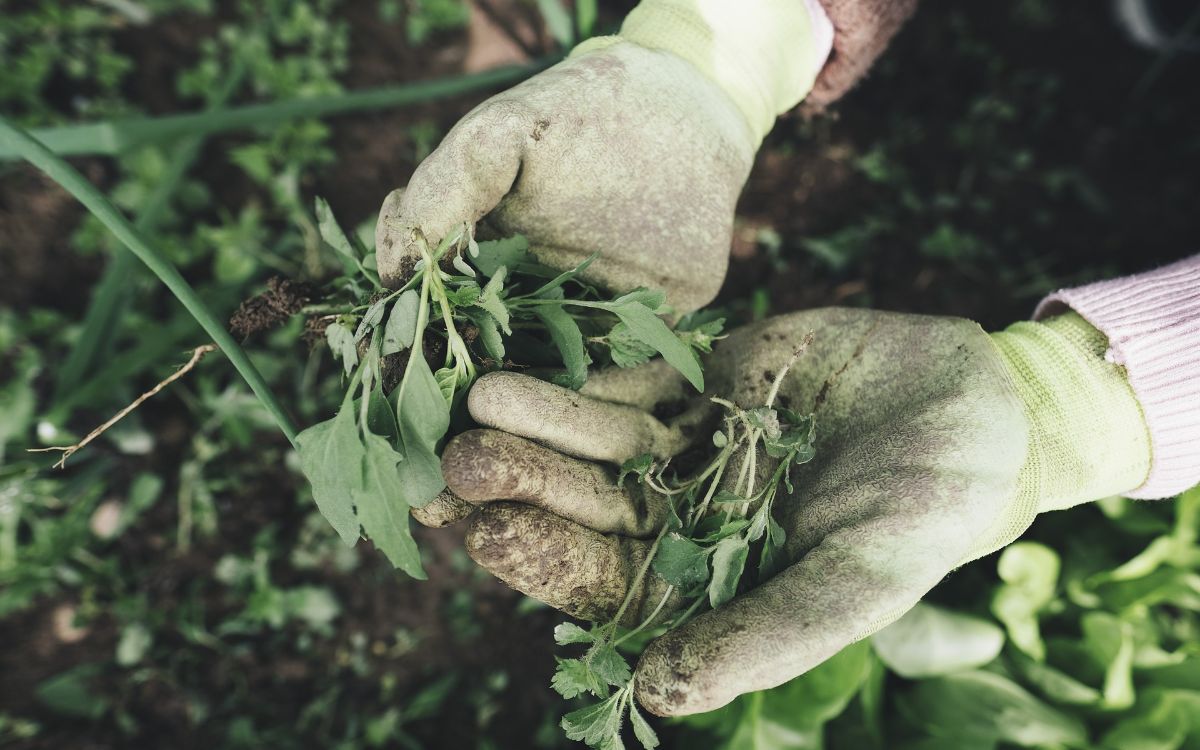 Pulling Weeds - Gloves Holding Weeds / Dirt and Weeds in Background