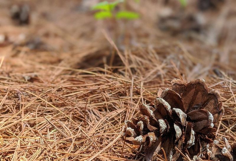 Pine straw mulch