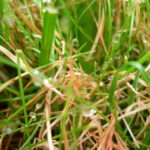 Red Thread and Pink Patch: What They Are and How to Get Rid of Them