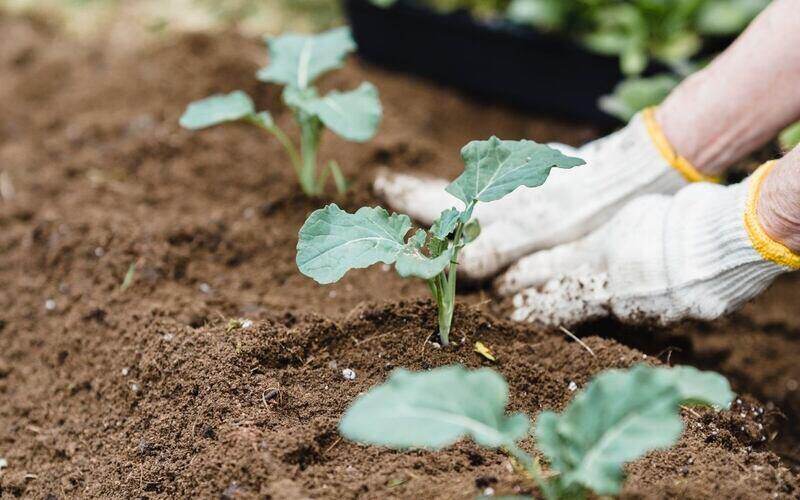 Planting in garden