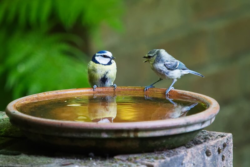 Two bluebirds sitting