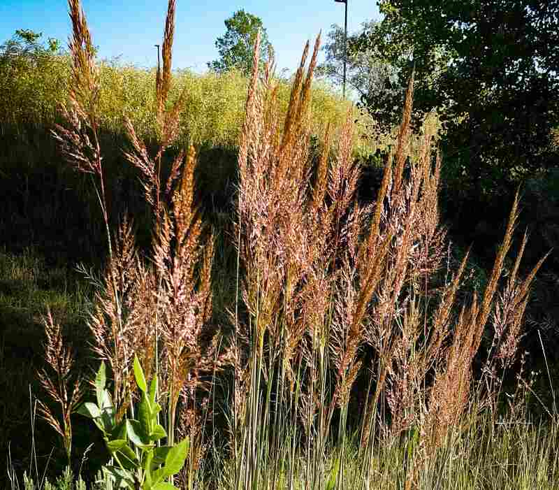 indian grass