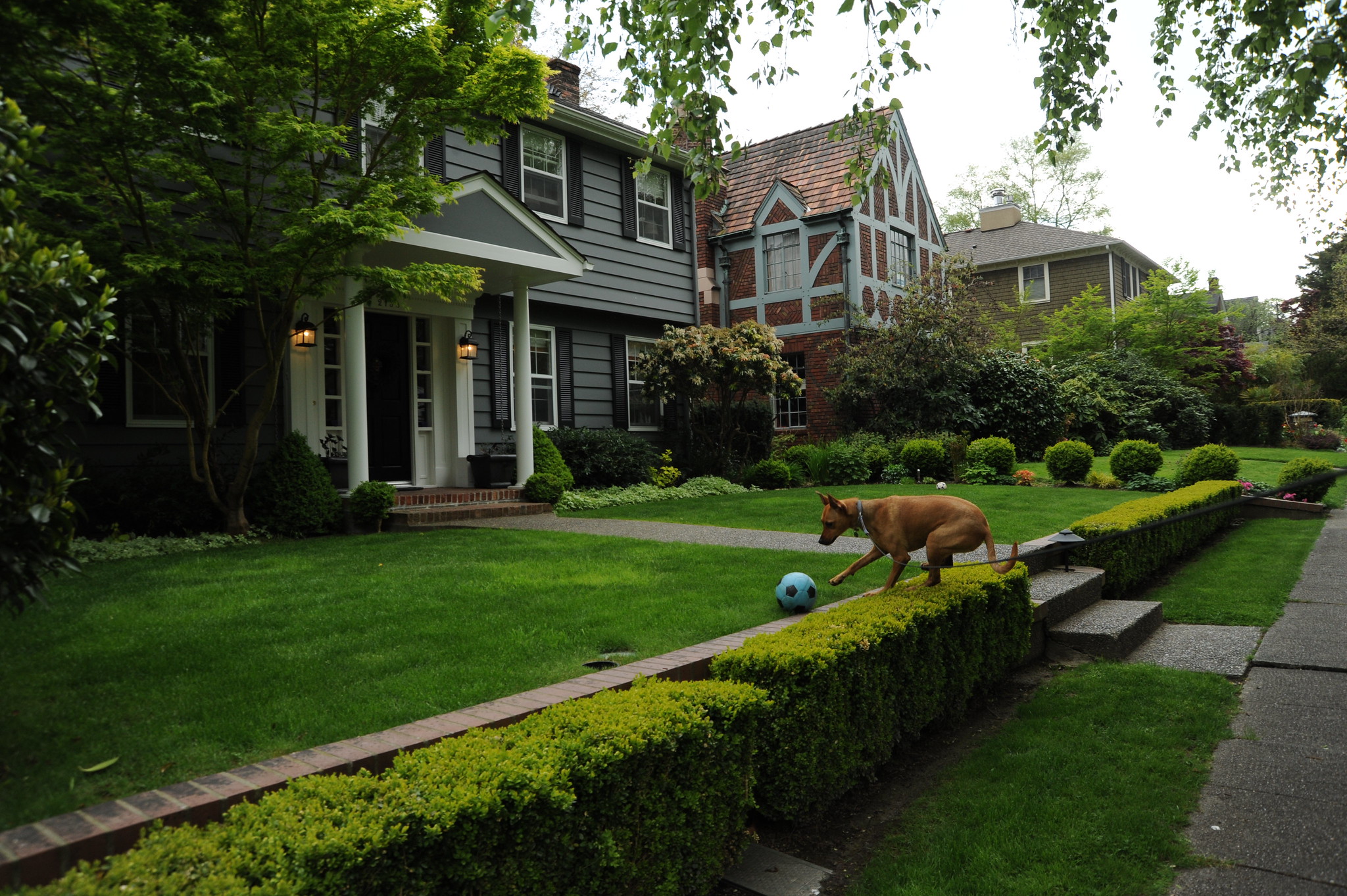 Lawn in front of house