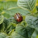 What Is Organic Pest Control?