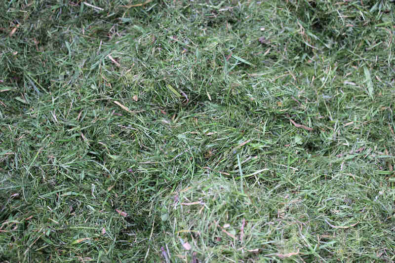 grass clippings