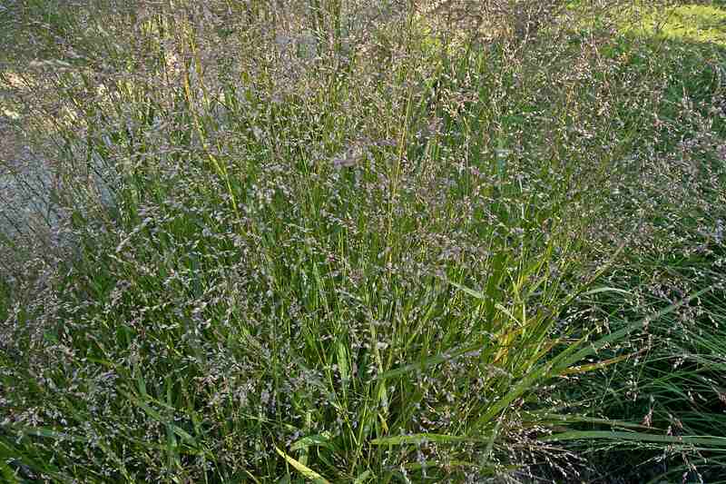 Panicum virgatum