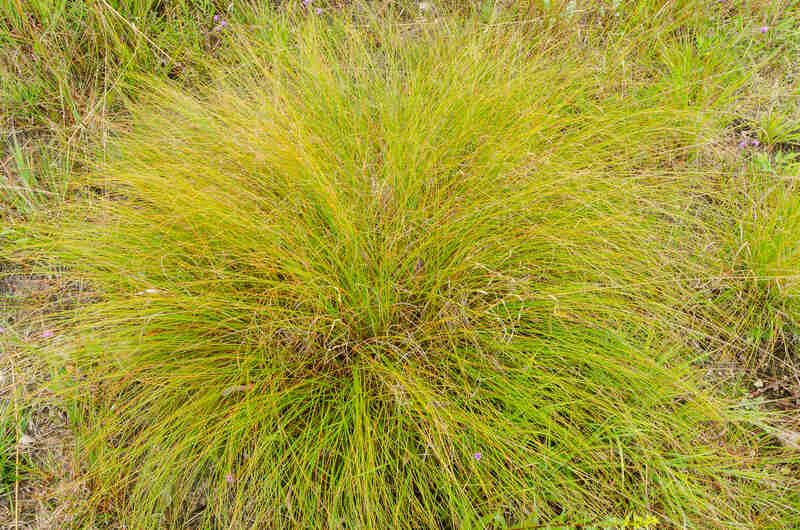 prairee dropseed