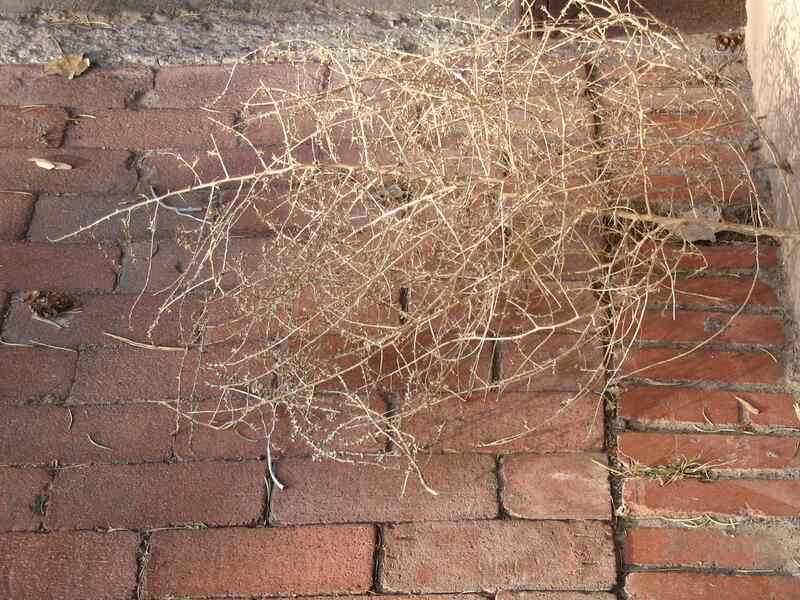 Everything You Need to Know About Tumbleweeds – Lawnstarter