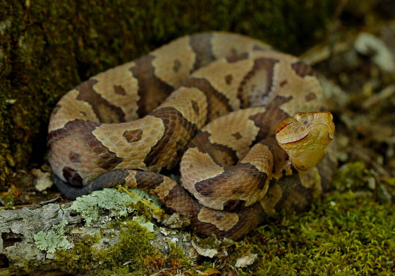 eastern copperhead