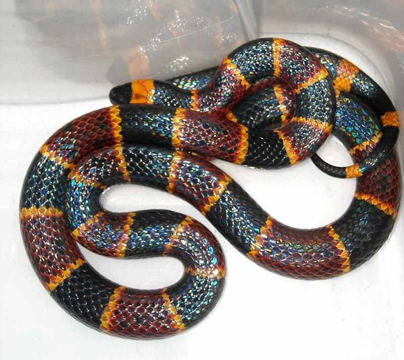 coral snake