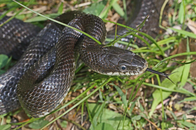 black rat snake