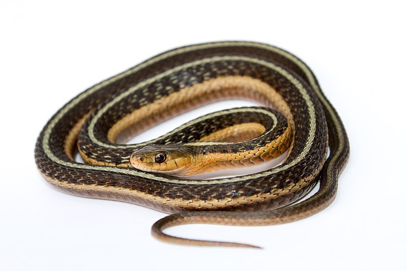 garter snake