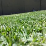 How to Care for St. Augustine Grass