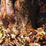 How to Treat Tree Wounds