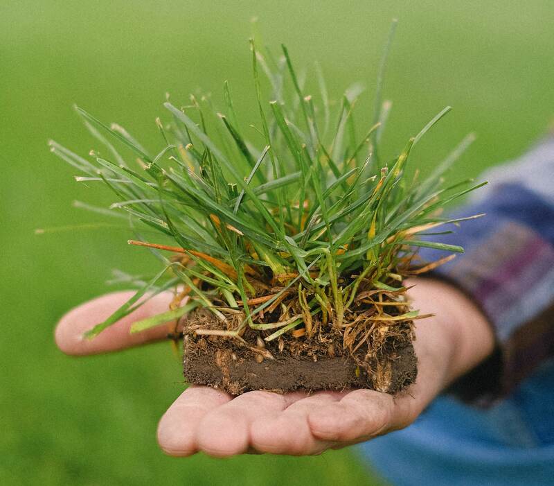 grass plugs