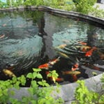 What is a Koi Pond?