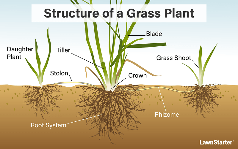 structure of a grass plant