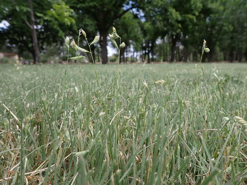 green buffalograss in a lawn