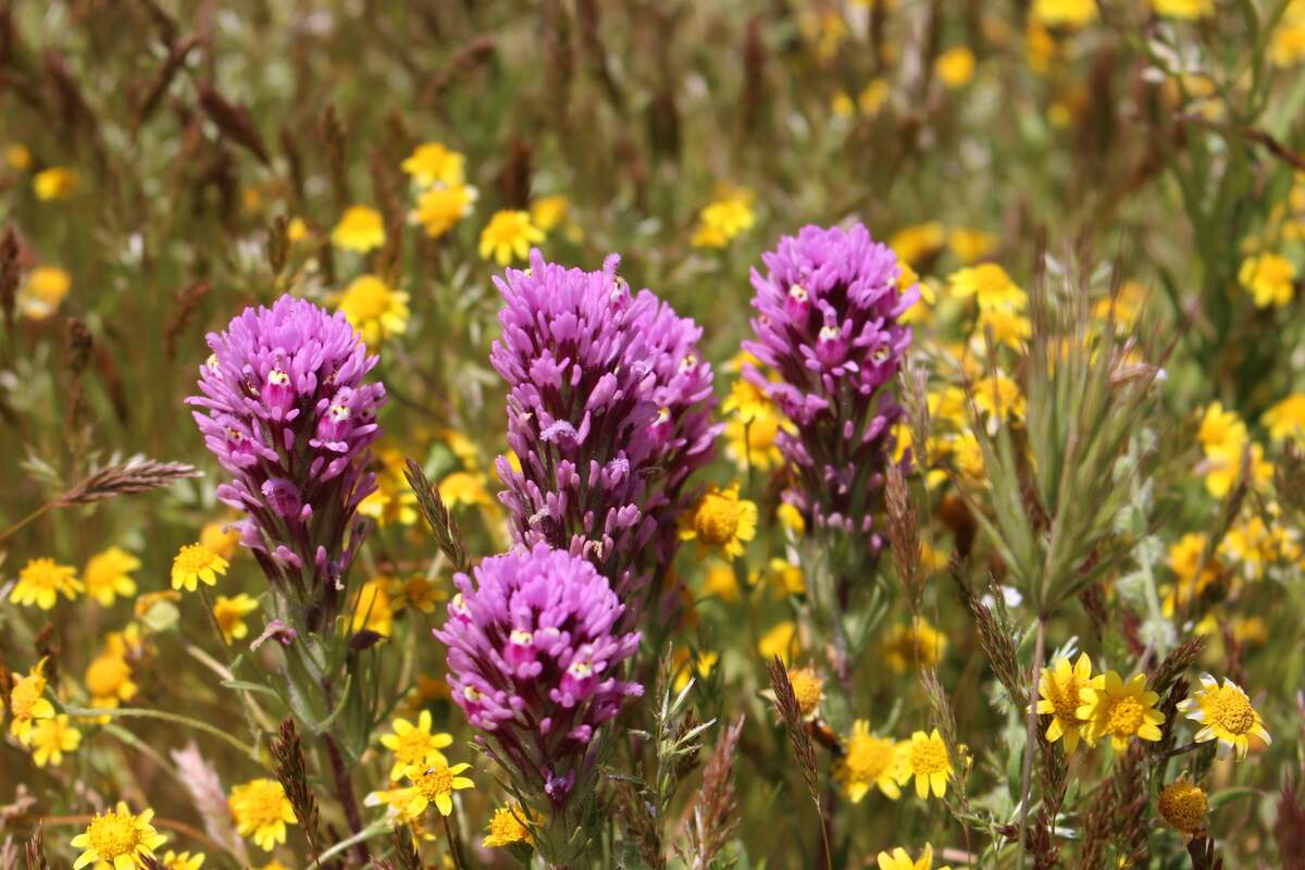 10 Best Native Plants for San Diego Lawnstarter