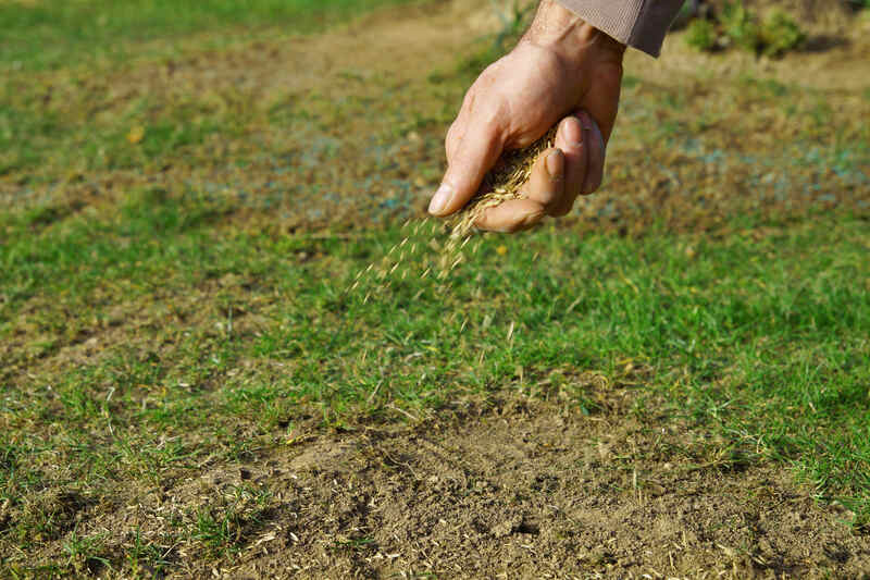 overseeding over the lawn