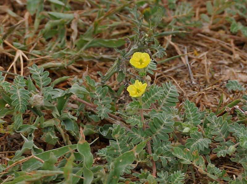 blooming goathead